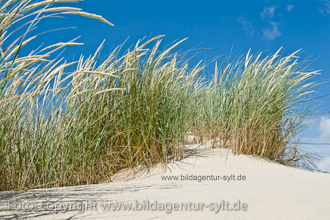 Bildagentur Sylt Foto